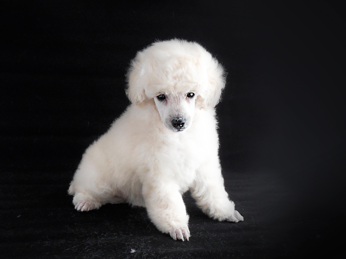 toy poodle white