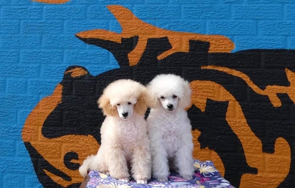 white and cream toy poodles